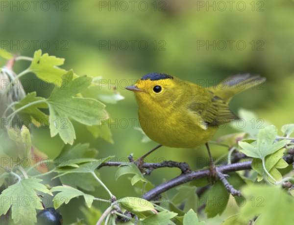 A male Wilson's Warbler, Wilsonia pusilla, perched on a blackcurrant bush in Saskatoon, Saskatchewan, Canada