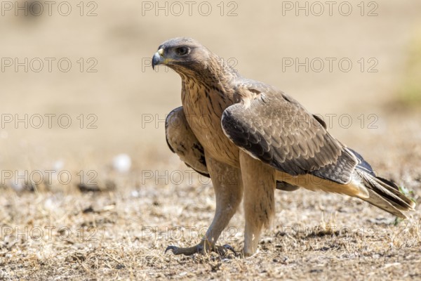 Bonelli's Eagle (Aquila fasciata) juvenile on ground, Andalusia, Spain