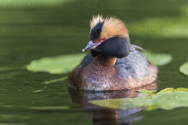 Ohrentaucher (Podiceps auritus) Slavonian Grebe