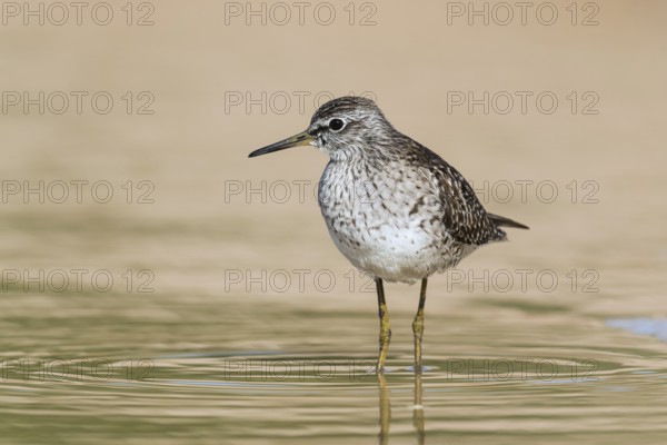 Wood Sandpiper (Tringa glareola) foraging, Eilat, Israel