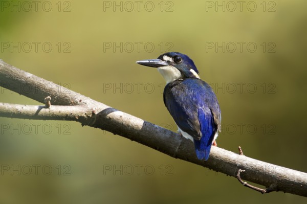 Little Kingfisher (Ceyx pusillus) juvenile, Queensland, Australia