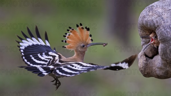 Eurasian Hoopoe (Upupa epops) feeding chick in breeding cavity, Saxony-Anhalt, Germany