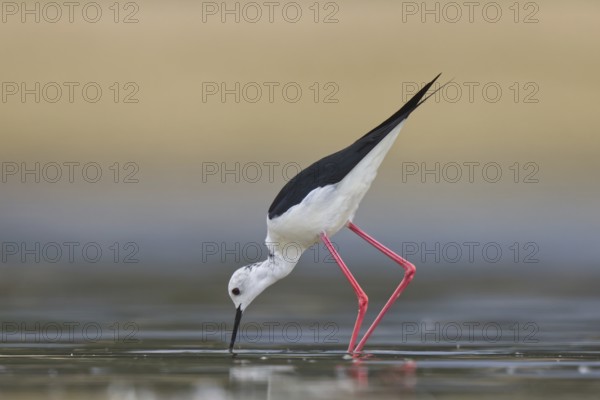 Black-winged Stilt (Himantopus himantopus) male foraging, North Rhine-Westphalia, Germany