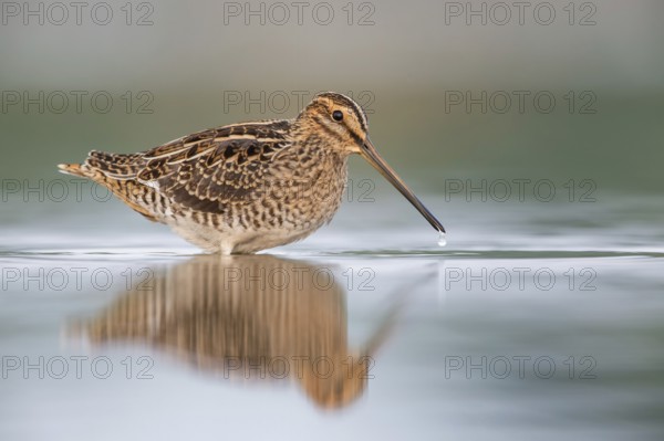 Common Snipe (Gallinago gallinago) foraging, Poland