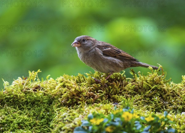 House Sparrow (Passer domesticus) female, Baden-Wuerttemberg, Germany