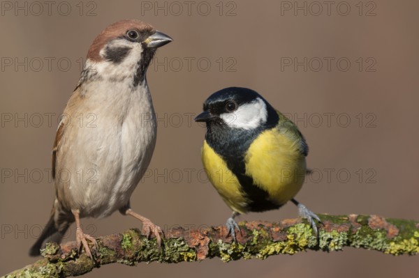 Eurasian Tree Sparrow & Great Tit (Passer montanus & Parus major) perched on a branch, Lower Saxony, Germany