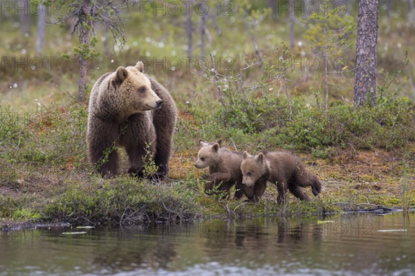 Eurasian Brown Bear (Ursus arctos) mother with cubs walking at lake shore, Finland