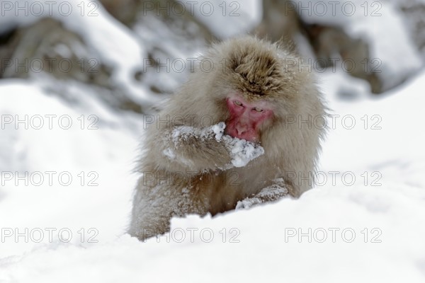 Monkey Japanese macaque, Macaca fuscata, sitting on the snow, Hokkaido, Japan. Winter scene with monkey from snowy mountain. Cute animal in the cold nature habitat. Wildlife scene from Japan winter