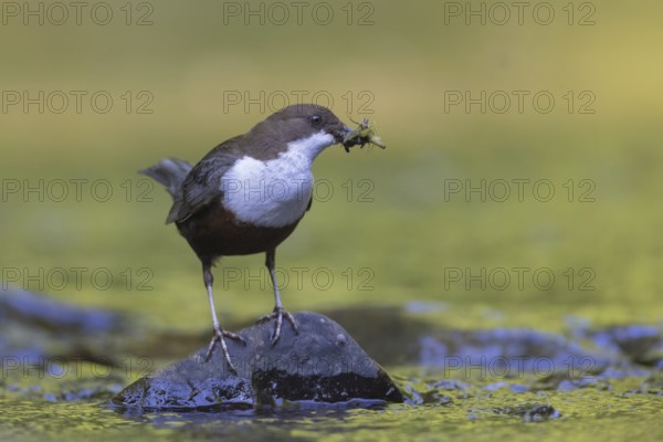 White-throated Dipper (Cinclus cinclus) with food in its beak, North Rhine-Westphalia, Germany