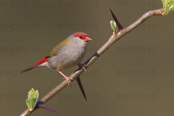 Red-browed Finch (Neochmia temporalis), Australia