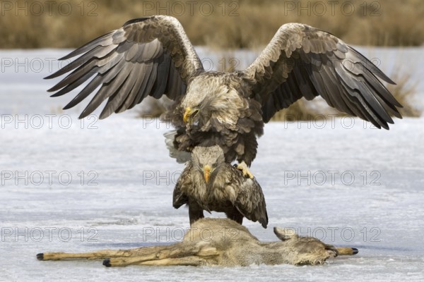 White-tailed Eagle (Haliaeetus albicilla) pair mating, Mecklenburg-Western Pomerania, Germany
