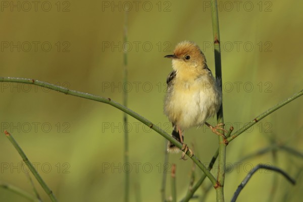Golden-headed Cisticola (Cisticola exilis) male, Victoria, Australia