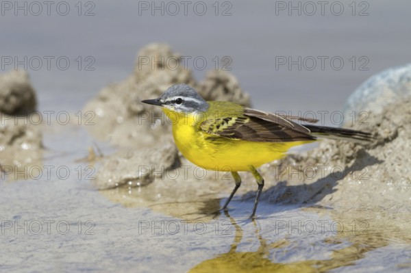 Western Yellow Wagtail (Motacilla flava beema) male, Cyprus