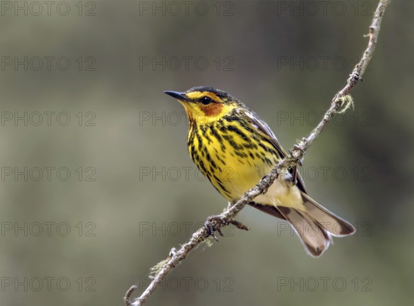 Cape May Warbler (Setophaga tigrina) male, Saskatchewan, Canada