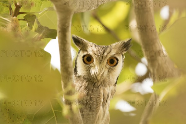 Northern White-faced Owl (Ptilopsis leucotis), Gambia
