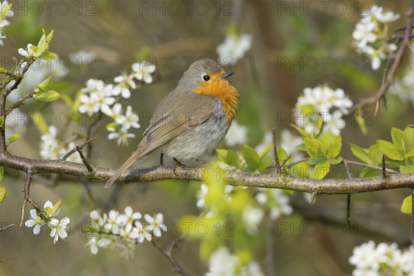 European Robin (Erithacus rubecula) perched on flowering branch, Mecklenburg-Western Pomerania, Germany