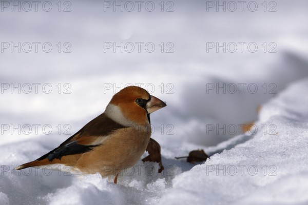 Hawfinch (Coccothraustes coccothraustes) foraging in snow, Saxony-Anhalt, Germany