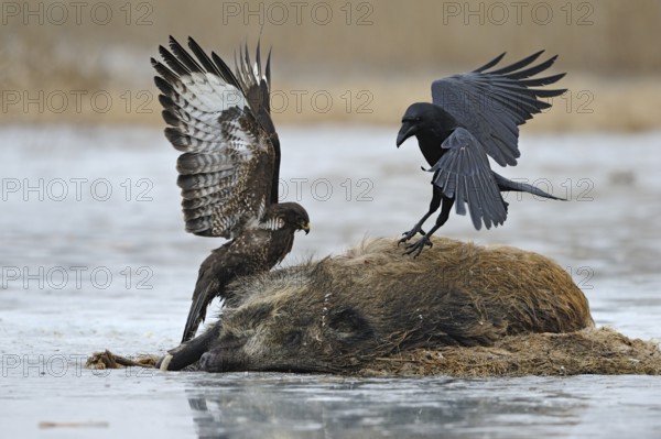 Common Buzzard & Northern Raven (Buteo buteo & Corvus corax) feeding on carrion, Mecklenburg-Western Pomerania, Germany