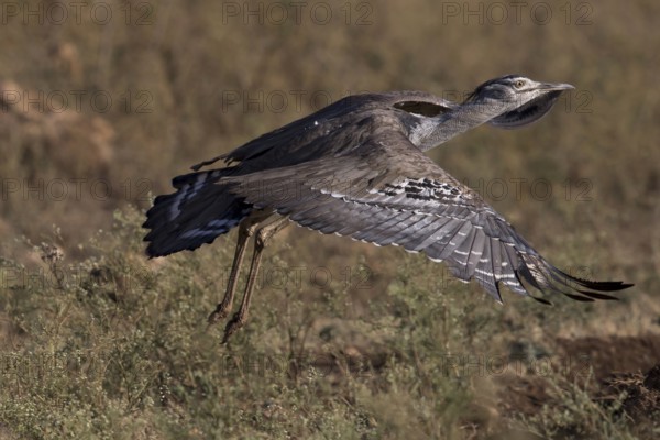 Kori Bustard (Ardeotis kori struthiunculus) male taking flight, Oromia, Ethiopia
