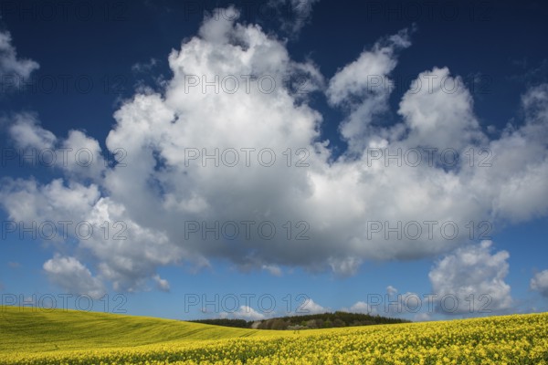 Cloud formation over blooming field of rapeseed (Brassica napus), Ruegen Island, Mecklenburg-Western Pomerania, Germany