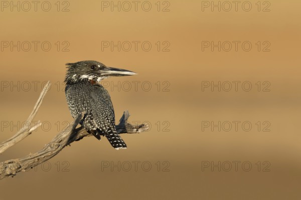 Reuzen Ijsvogel, Giant Kingfisher, Megaceryle maxima