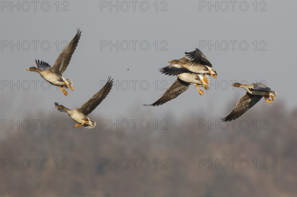 Taiga Bean Goose (Anser fabalis) group flying, North Rhine-Westphalia, Germany
