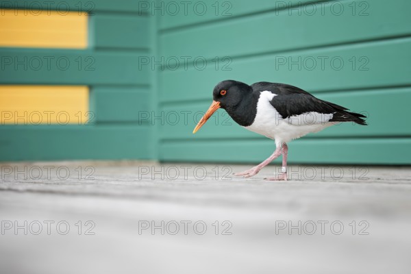 Eurasian Oystercatcher (Haematopus ostralegus), Schleswig-Holstein, Germany