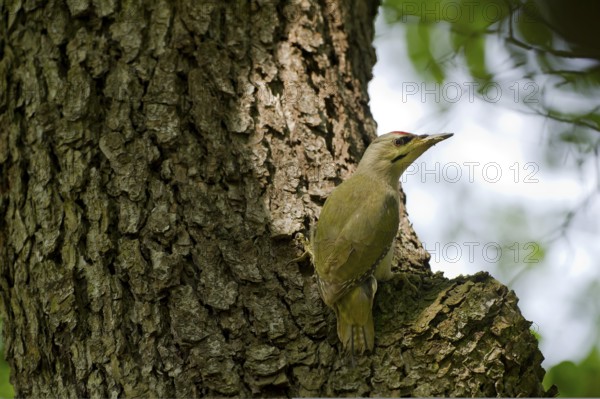Grey-headed Woodpecker (Picus canus), Saxony, Germany