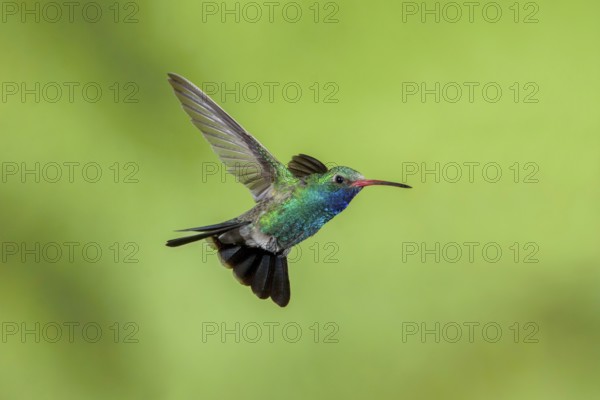 Broad-billed Hummingbird Cynanthus latirostris Santa Rita Mountains, Arizona, USA 18 May Adult Male Trochilidae