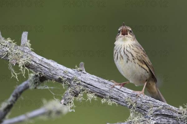 Lanceolated Warbler - Strichelschwirl - Locustella lanceolata ssp. lanceolata, Russia