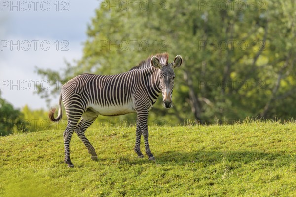 A Grévy's zebra (Equus grevyi) stands in a green meadow. Botswana