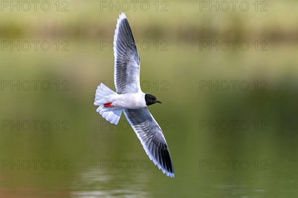 Little gull (Hydrocoloeus minutus, Larus minutus) adult in breeding plumage, summer plumage flying over pond in spring