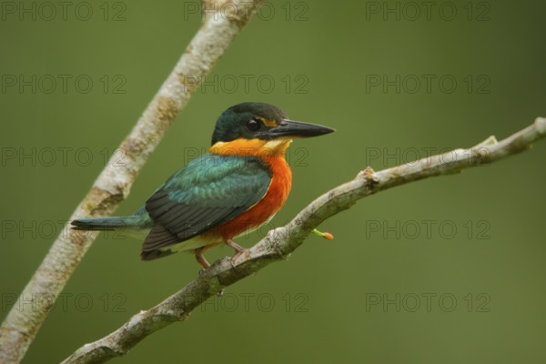 American Pygmy Kingfisher (Chloroceryle aenea), Ecuador