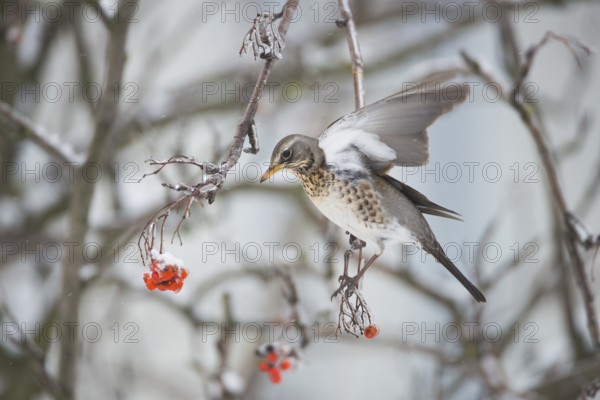 Fieldfare (Turdus pilaris), Thuringia, Germany
