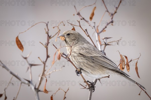 Mountain bullfinch (Carpodacus rubicilla), female, feeding, Himalayas, Spitital, Kaza, Himachal Pradesh, India