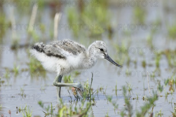 Avocet (Recurvirostra avosetta) Young bird foraging in the shore zone at the lake, Wildlife, Wading bird, Animals, Waterfowl, Lake Neusiedl National Park, Burgenland, Austria