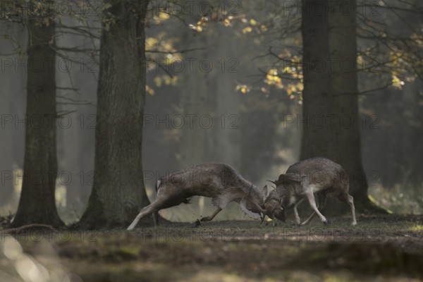 Duel of the fallow deer... Fallow deer (Dama dama) fight during the rutting season for supremacy on the rutting ground, native nature, North Rhine-Westphalia, Germany, Western Europe