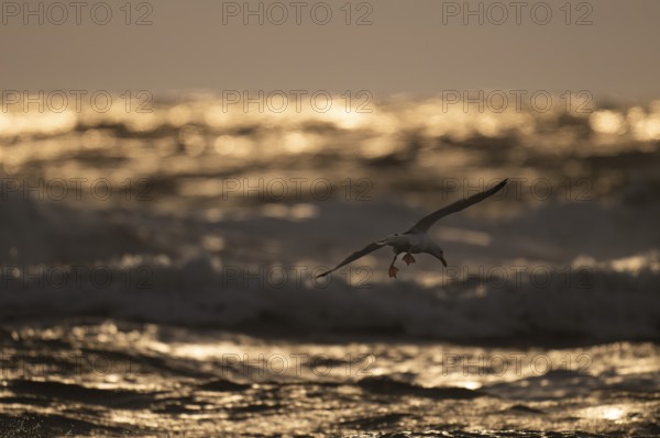 Herring gull (Larus argentatus) in flight over the surf looking for starfish, evening light, Hvide Sande, North Sea, Denmark