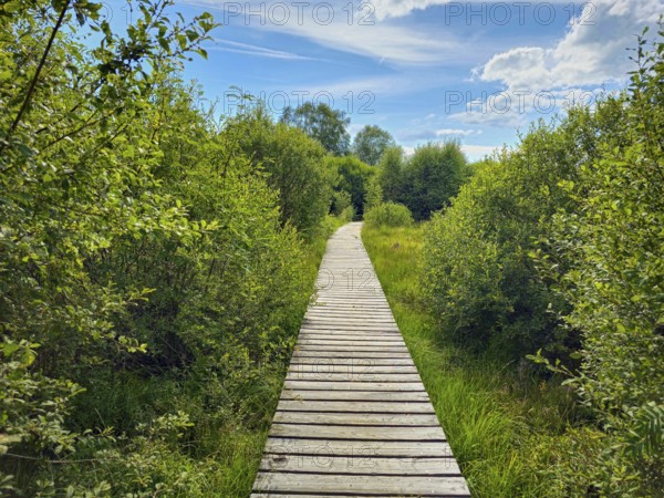 A wooden path leads through lush greenery under a blue sky with clouds, summer, High Fens, Eifel National Park, Mützenich, Waimes, Liège, Belgium