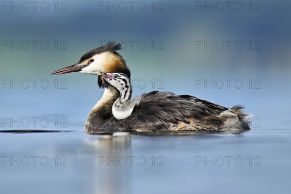 Great Crested Grebe (Podiceps Scalloped ribbonfish), with chicks in plumage swimming in the water, Lake Zug, Canton Zug, Switzerland