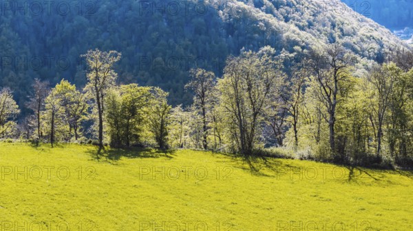 Backlit landscape near Gutenberg. Mountains and forest on the Albtrauf of the Swabian Alb in spring. Lenningen, Baden-Württemberg, Germany