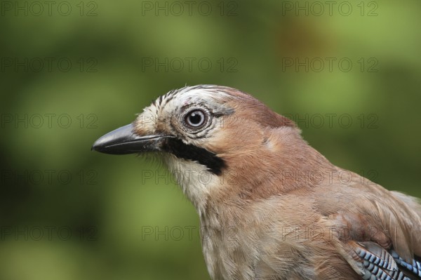 Eurasian Jay (Garrulus glandarius), Lower Saxony, Germany