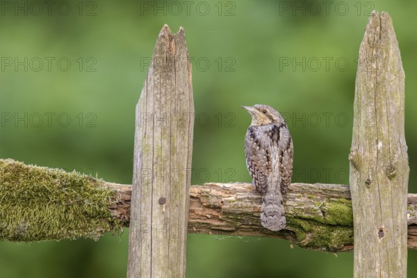 Eurasian Wryneck (Jynx torquilla) perched on a wooden fence, Poland