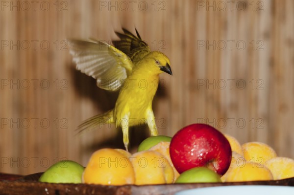 Eastern Golden Weaver (Ploceus subaureus), Okavango-Delta, Botswana