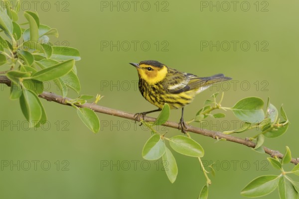 Cape May Warbler (Setophaga tigrina) male perched on a branch, Texas, USA