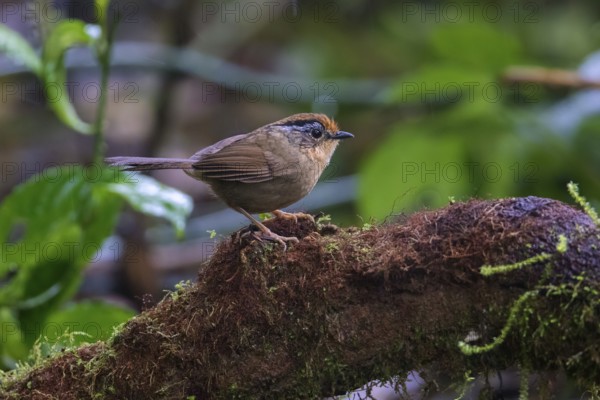 Braunkappenalcippe (Alcippe dubia), Ngoc Linh, Vietnam