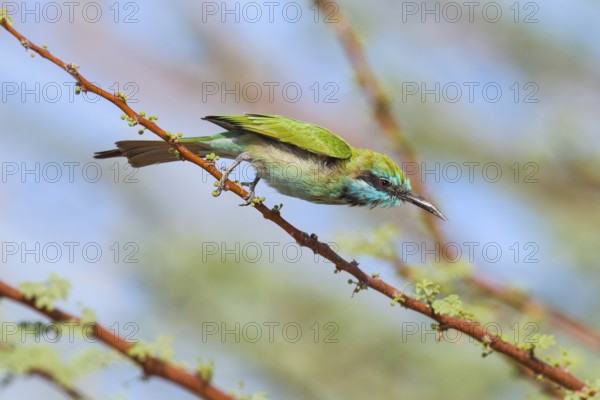 Green Bee-eater (Merops orientalis), Eilat, Israel
