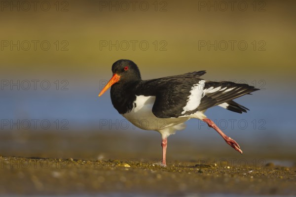 Eurasian Oystercatcher (Haematopus ostralegus) stretching one leg, North Rhine-Westphalia, Germany