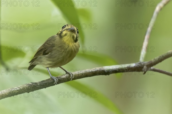 Golden-crowned Spadebill (Platyrinchus coronatus) perched on a branch in Panama