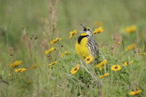 Eastern Meadowlark (Sturnella magna) male singing on a flowering meadow, Texas, USA